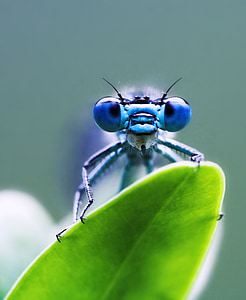 macro photography of blue damselfly perched on green leaf thumbnail