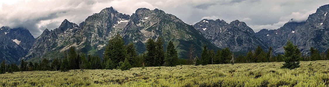pine trees planted near mountain thumbnail