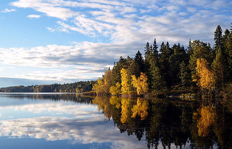 trees beside body of water during daytime thumbnail