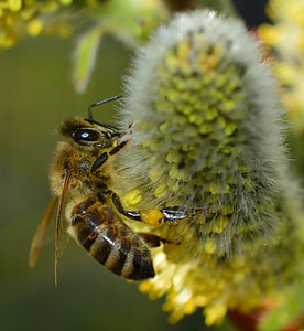 white and black honey bee thumbnail