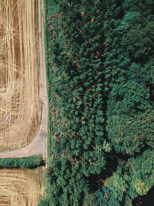aerial view of trees thumbnail