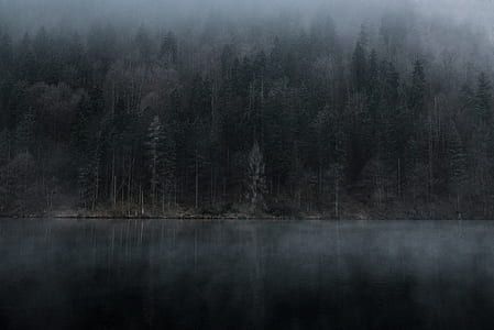 foggy forest and bodies of water thumbnail