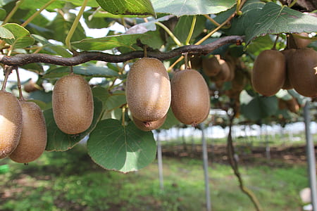 kiwi fruits thumbnail