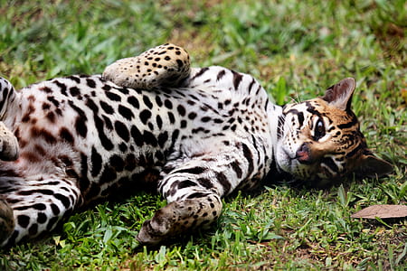 cat laying on grass closeup photography thumbnail