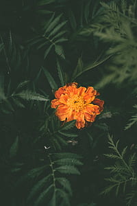 nature, garden, petals, plant thumbnail