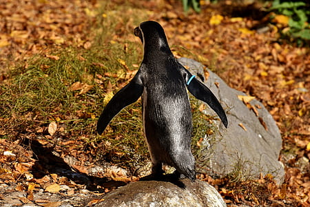 black penguin near green leafed plants thumbnail