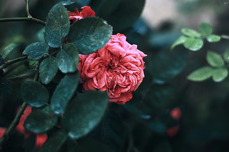 selective focus photo of red rose flower thumbnail