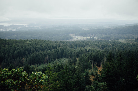 green tree with mountain thumbnail