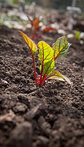 low-angle view of green leafed plant thumbnail