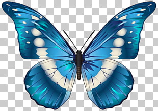 Butterfly Blue Morpho menelaus , Butterfly Blue , blue and white butterfly illustration PNG clipart