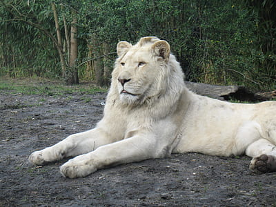 albino lion lying on ground thumbnail
