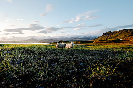 two white sheep standing on green grass field at day time thumbnail