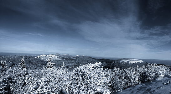 high-angle photography of trees thumbnail