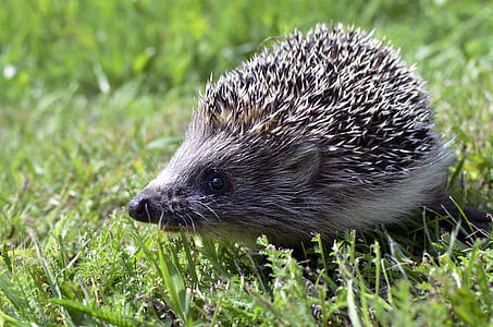 hedgehog on grass thumbnail
