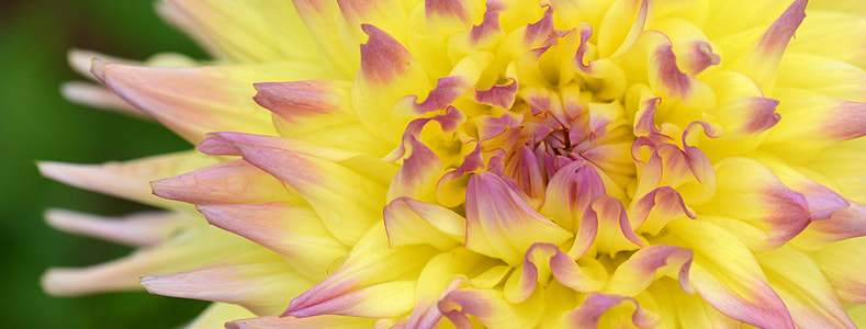 closeup photo of yellow and purple petaled flower thumbnail