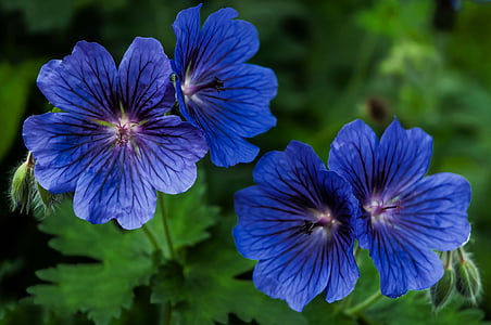 close-up photo of blue petaled flowers thumbnail