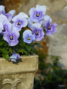 selective focus photo of white and purple petaled flowers thumbnail