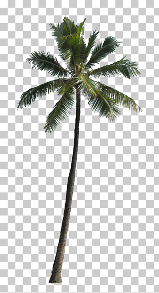Arecaceae Computer file, Palm Tree , green coconut tree PNG clipart