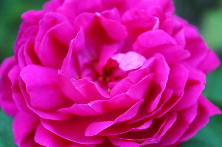 closeup photography of pink rose flower thumbnail