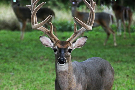 short-coated gray deer thumbnail