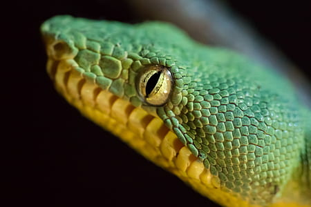 green snake closeup photography thumbnail