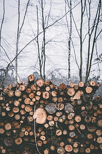 bunch of firewood thumbnail
