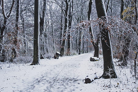 white snow path thumbnail