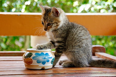 grey kitten near ceramic vase on brown wooden table thumbnail
