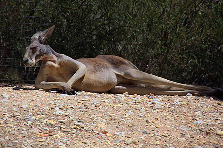 kangaroo reclining on soil near plants thumbnail