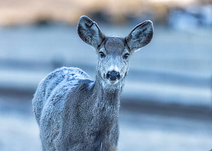 gray deer thumbnail