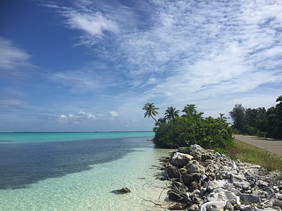 green leaf tree beside seashore under white sky and blue clouds thumbnail
