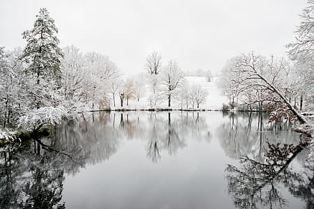 photo of body of water between trees thumbnail