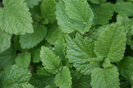 green mint leaves thumbnail