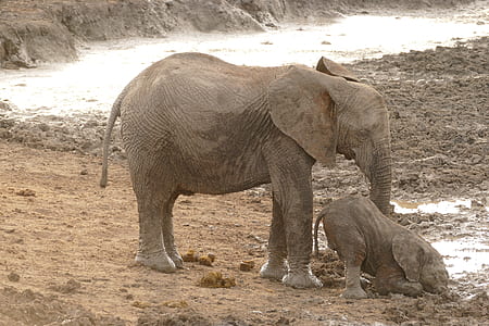two elephants on mud during daytime thumbnail