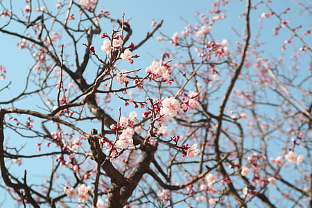 pink and red flower thumbnail