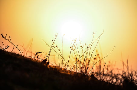 silhouette of grass at golden hour thumbnail