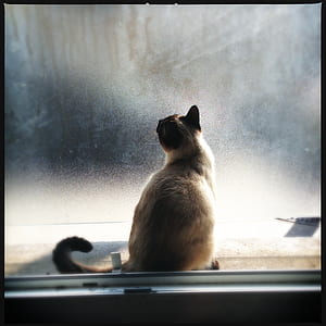 orange tabby cat sitting near glass window thumbnail