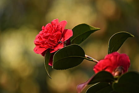 selective-focus photography of red camellia flowers thumbnail