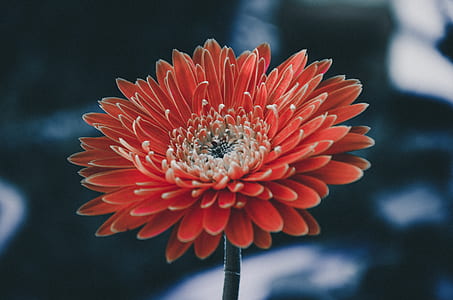 close-up photography of red Gerbera daisy flower thumbnail