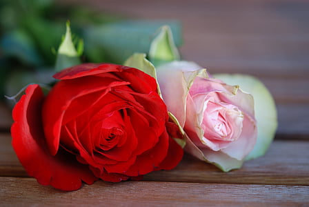 two pink and red rose flowers thumbnail