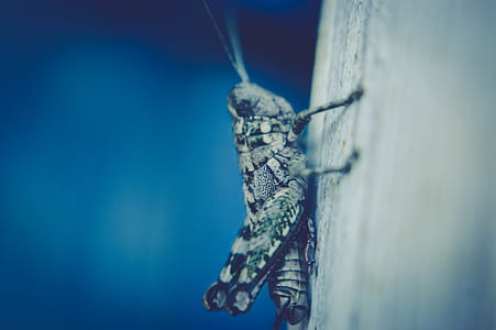 light, animal, blur, outdoors thumbnail