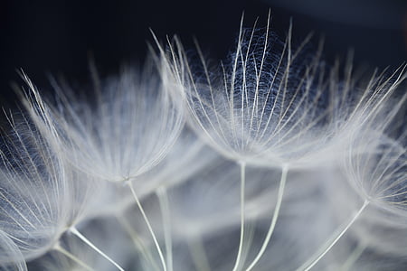 macro photography of white dandelion thumbnail