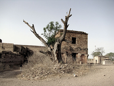 brown naked tree near brown concrete house thumbnail