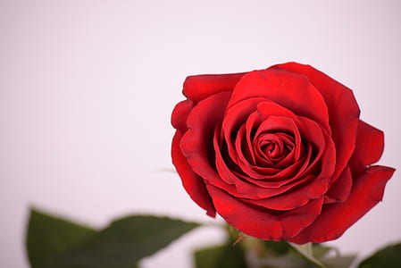 red rose thumbnail