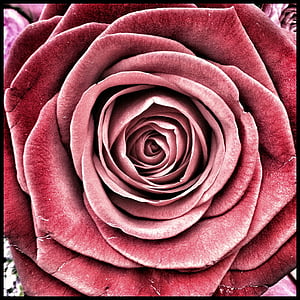 red flower thumbnail