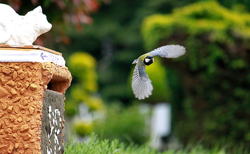 bird on flight photo thumbnail