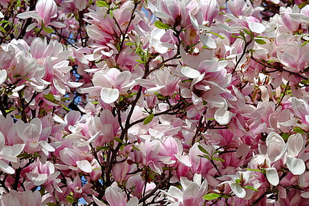 pink-and-white petaled flowers thumbnail