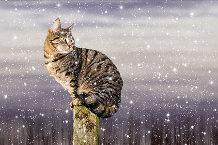 brown tabby cat on wood during snowy day thumbnail