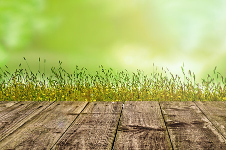 shallow focus of green plants thumbnail