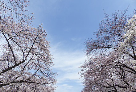 trees during daytime thumbnail